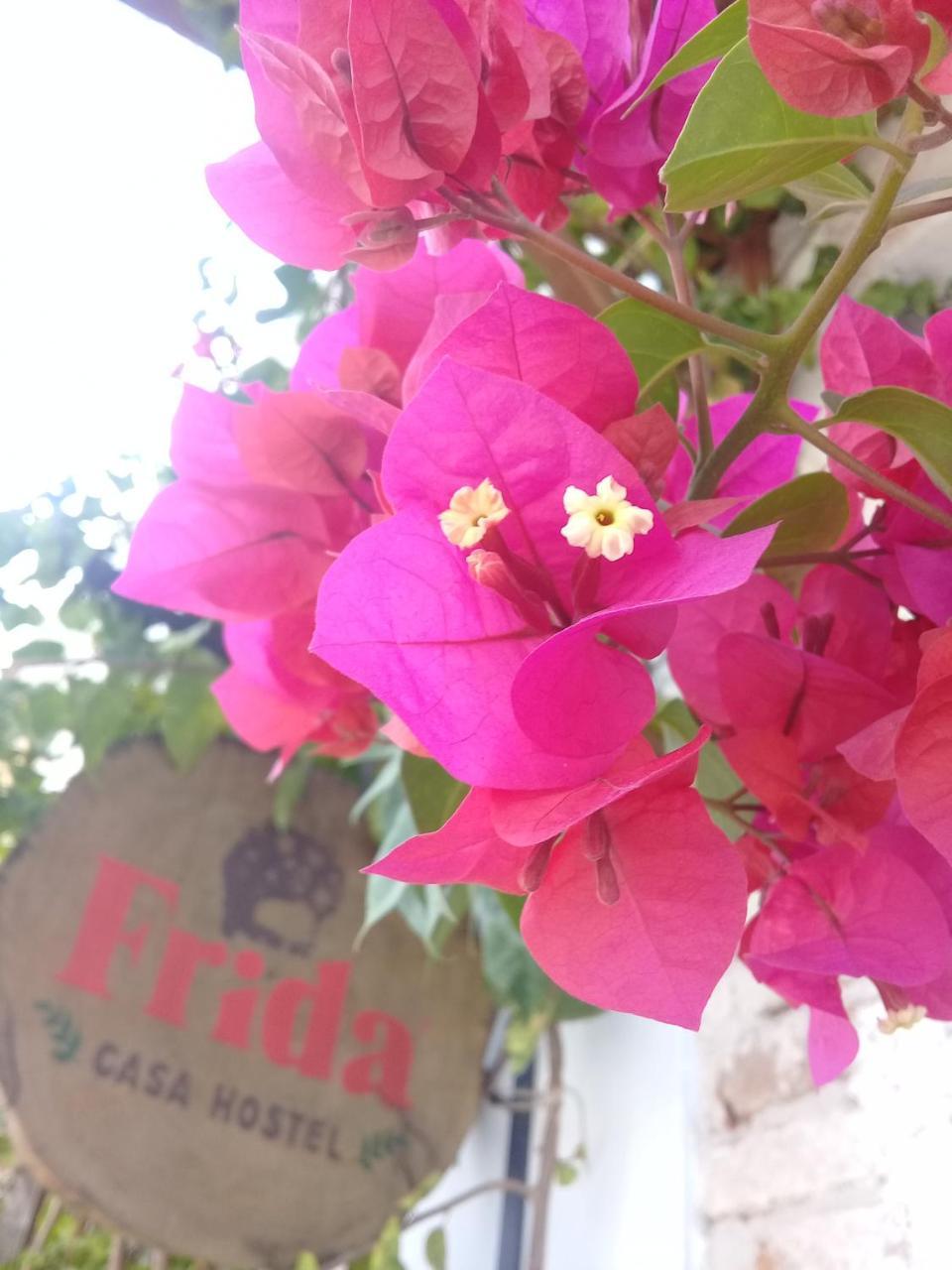 Frida Casa Hostel 펠로타스 외부 사진